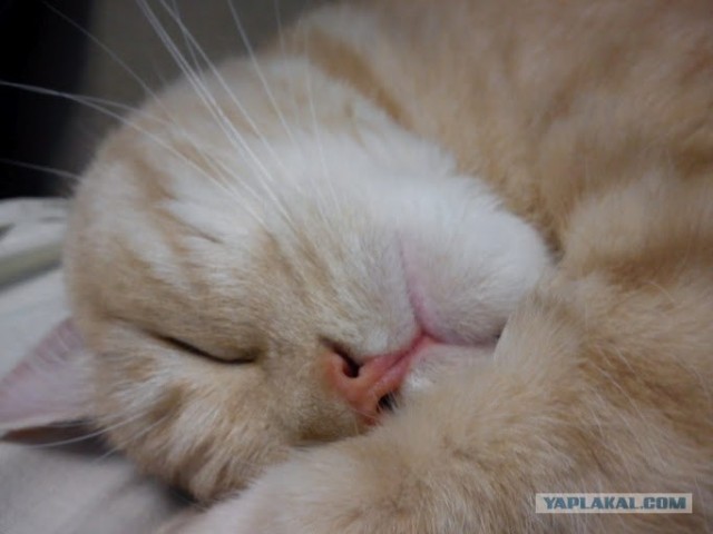 Котовторник 24.04.2012