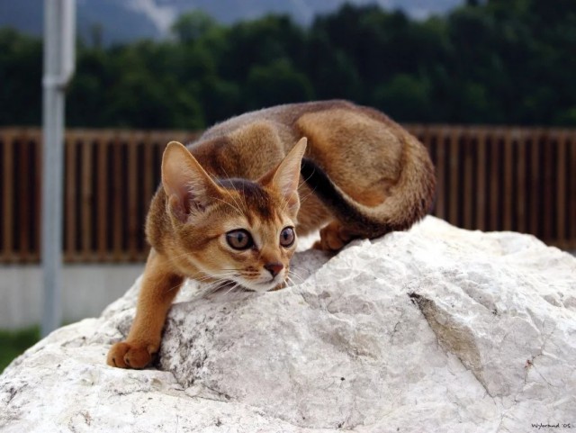 Немного милоты