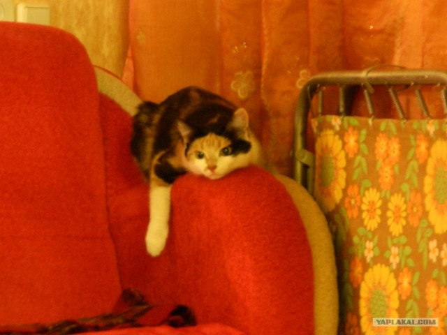 Котовторник 29.05.2012