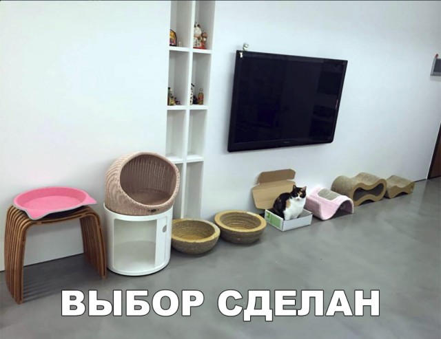 Забавные фото котеек