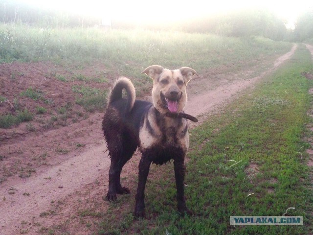 Собакочетверг господа!