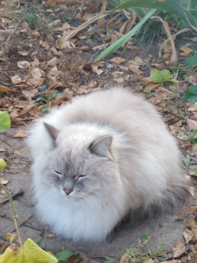Забавные фото котеек