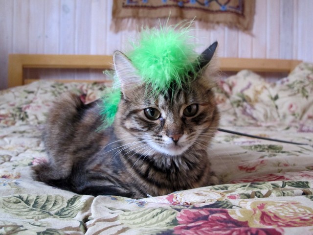 Котовторник 28.01.2020