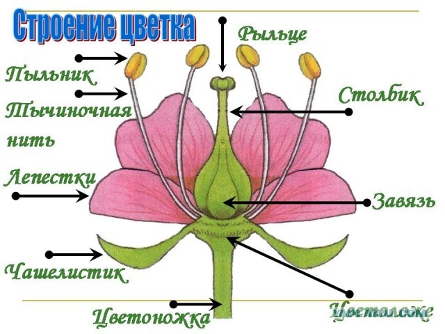 Девочки - самые сладкие