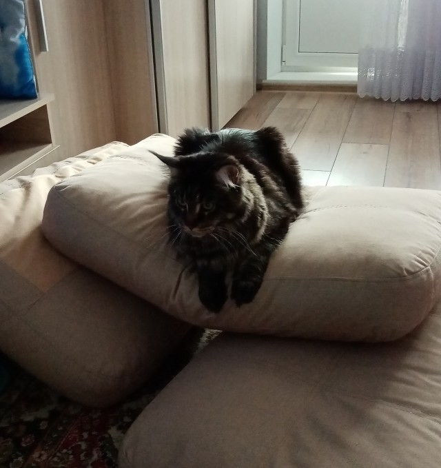 Большие коты - очень круты!