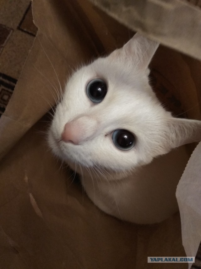 Лучшие сухие корма для кошек