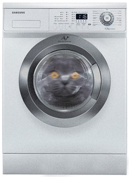 Мир глазами котов