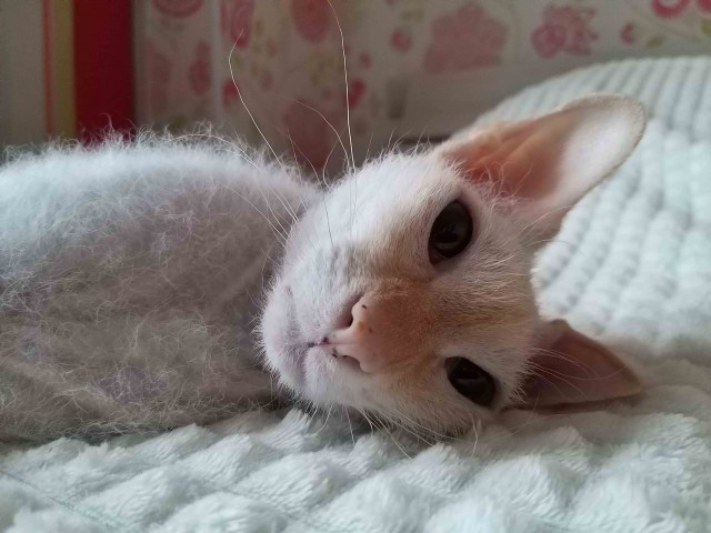 Котовторник 17.11.20