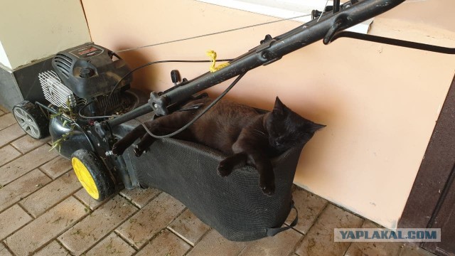 Котовторник. Добавляйте своих