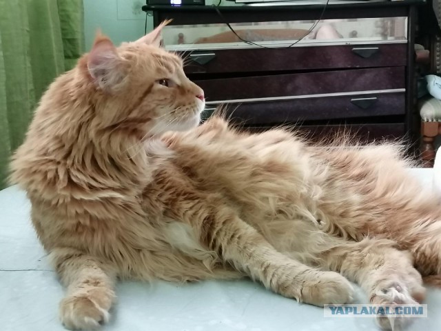 Котовторник. Добавляйте своих