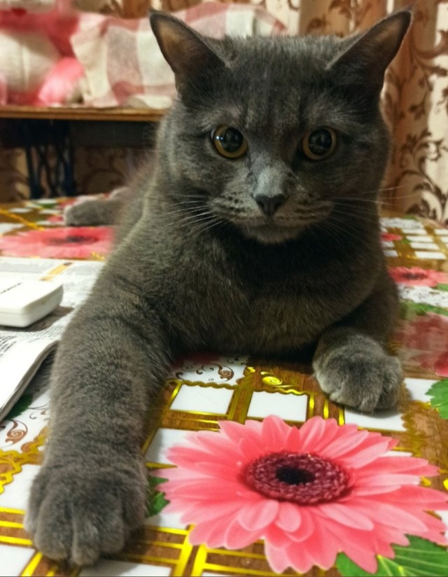 Подборка всякой живности