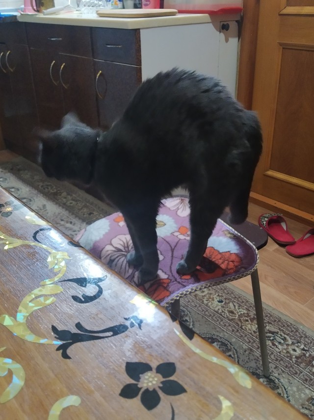 Котовторник