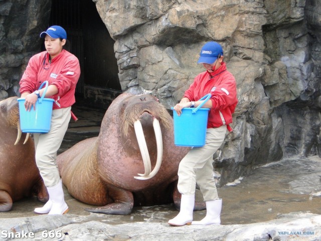 SeaworlD  Япония