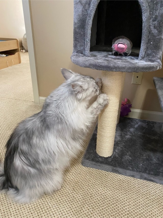 МИРУ - МИР ! Котикам - котовторник !