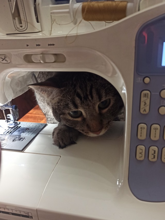 Котовторник - по расписанию!