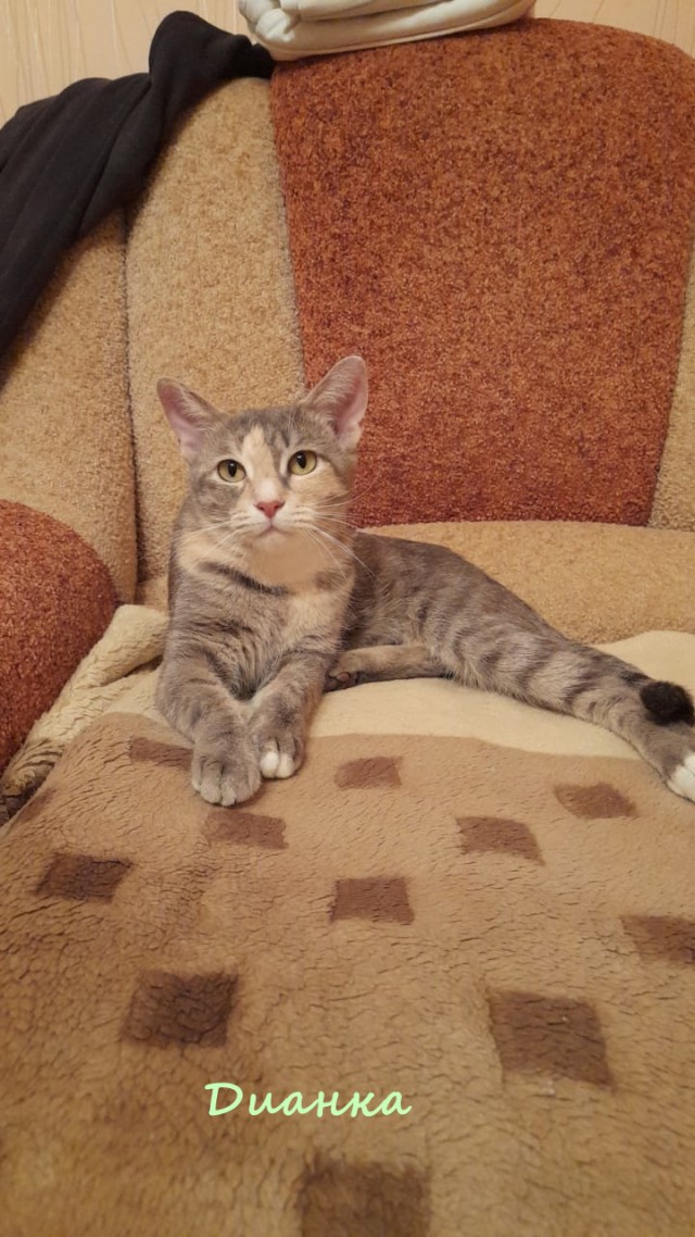 Жизнь домашнего приюта "Котоленд" 326