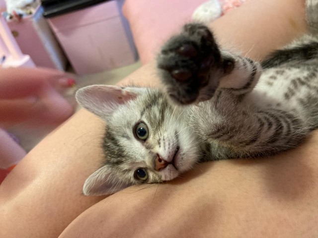 Котовторник. Февраль