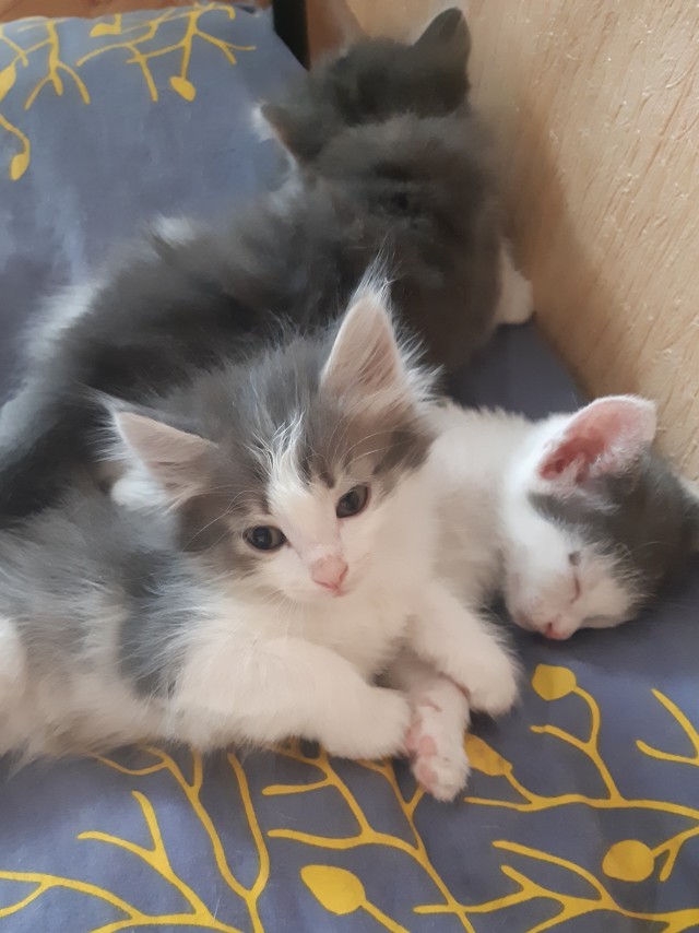 И снова день кошачий!