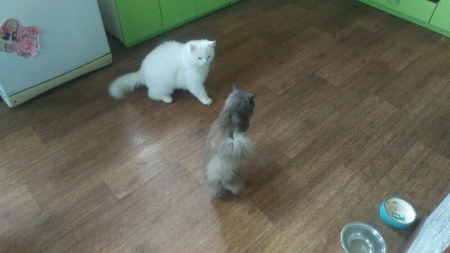 Кот притащил котёнка