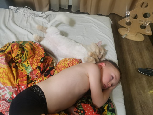 Отдали кота