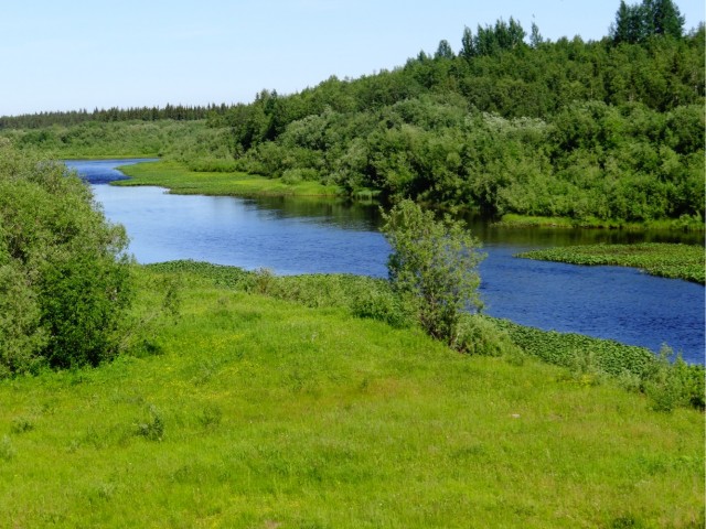 Для ценителей лесов (лесные пейзажи)