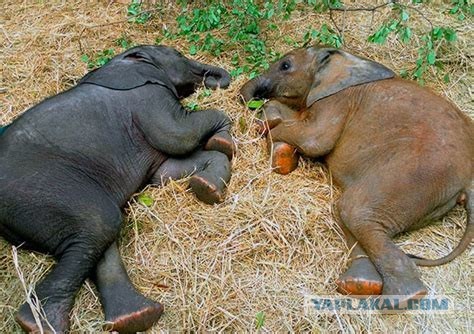 24 слона выпили ликер деревенских жителей и пьяные уснули в лесу