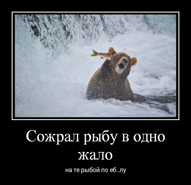 Объявлены победители премии Комедийной фотографии дикой природы-2022