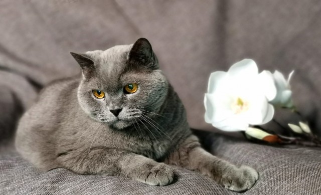 Пройдемся по котикам?!