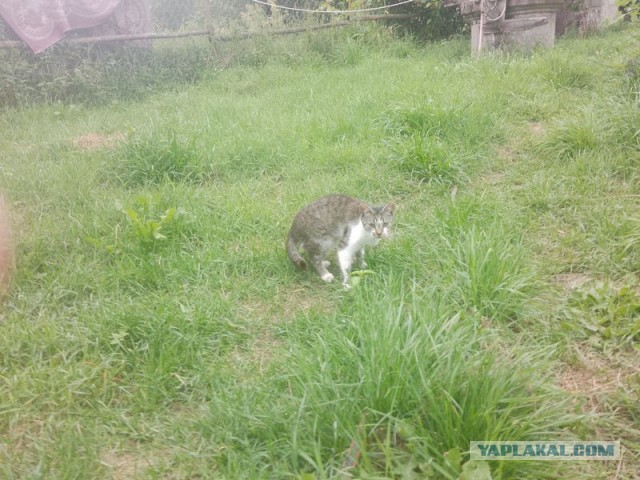 Жизнь домашнего приюта для котеек 455