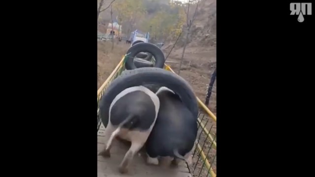 Просто свинята идут купаться