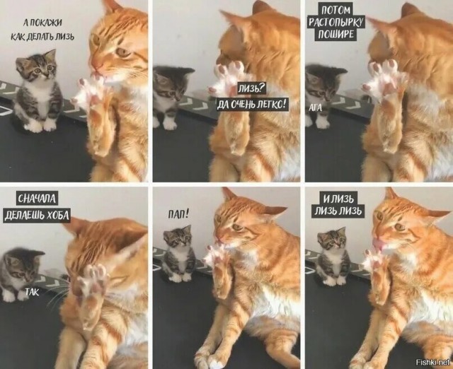 Батя обучает котенка самому важному