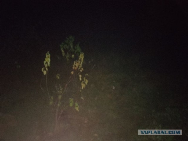 Жизнь домашнего приюта для котеек 471
