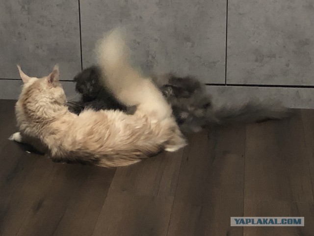 Себя покаж