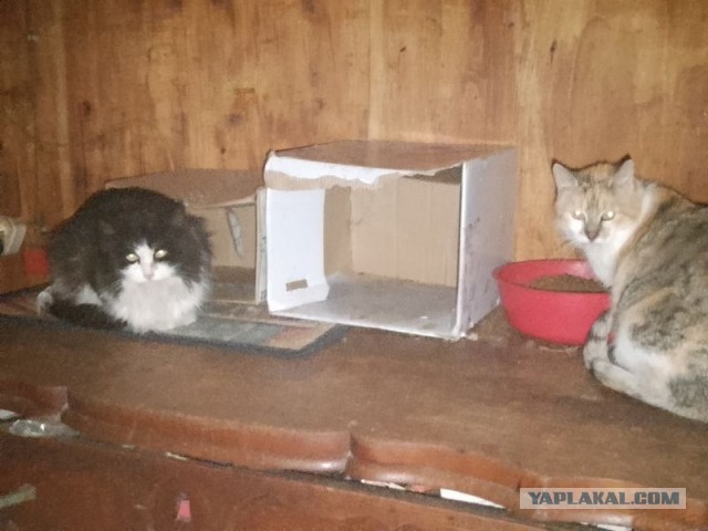 Жизнь домашнего приюта для котеек 478