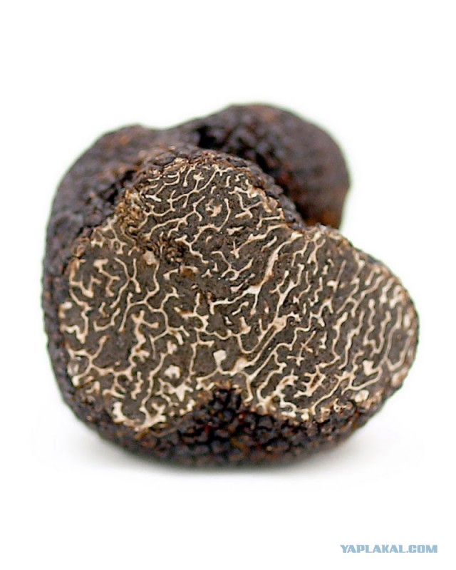 Я никогда не ел трюфель