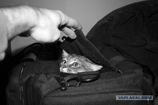 Ловушка для котэ