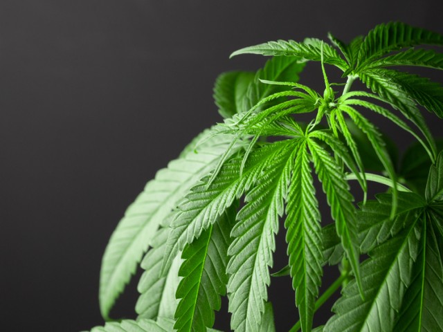 Вести с полей: жительница Красноярского края случайно вырастила более 42 га конопли