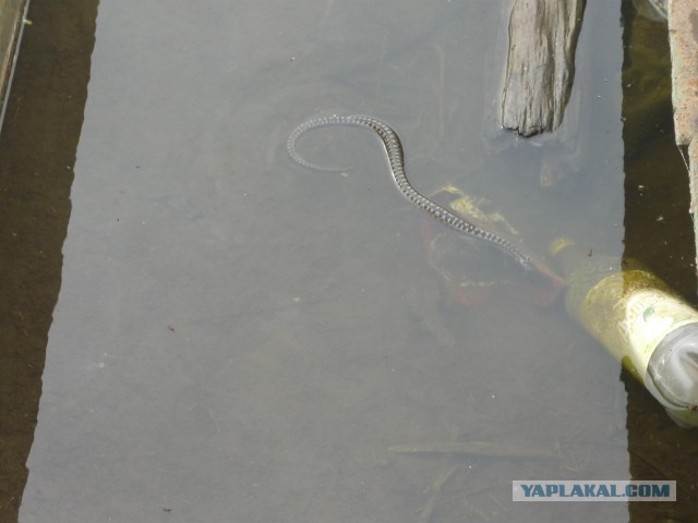 Рыбалки пост