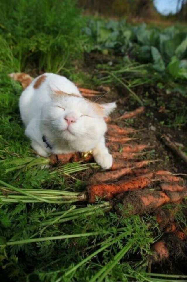 Котовторник в картинках