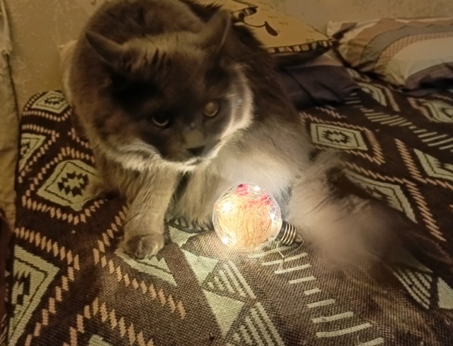 Ну-с, с наступившим староновогодним котовторником