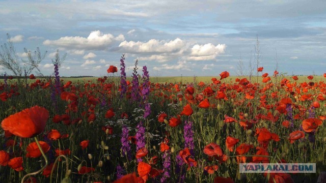 Красота в глазах смотрящего