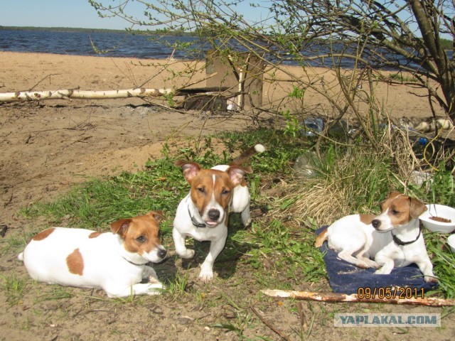 10 самых агрессивных пород собак