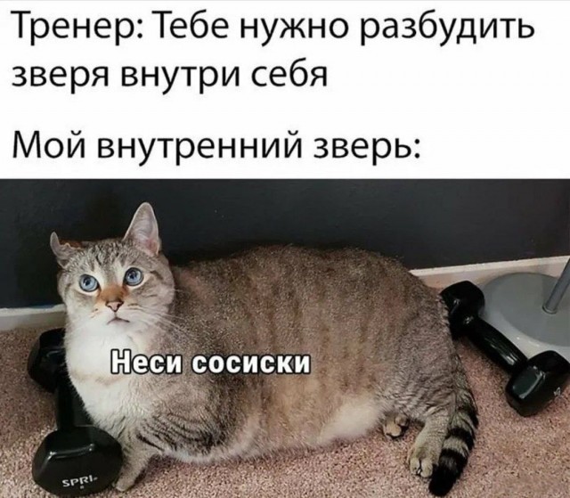 К котовторнику: подборка картинок-баянов с котиками и про котиков. Выпуск 9