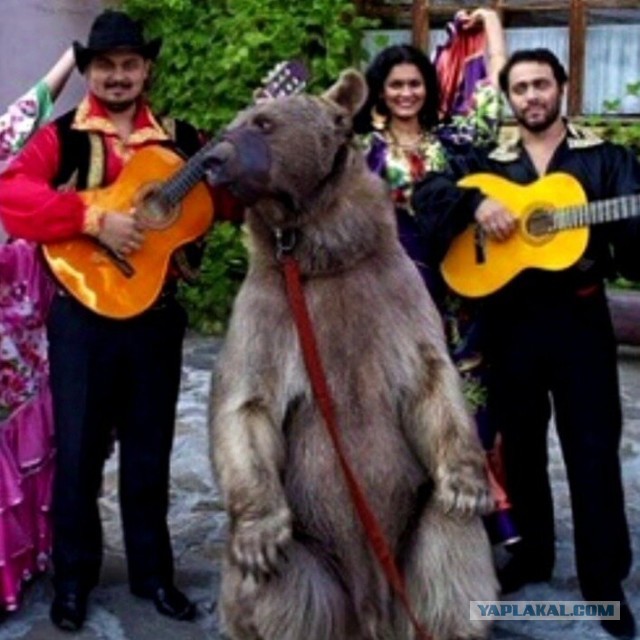 Новые веяния: зумеры массово зовут на свадьбу баянистов вместо диджеев