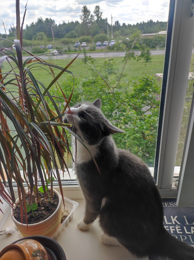 Котовторник же!