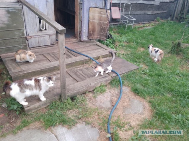 Жизнь домашнего приюта для котеек 556