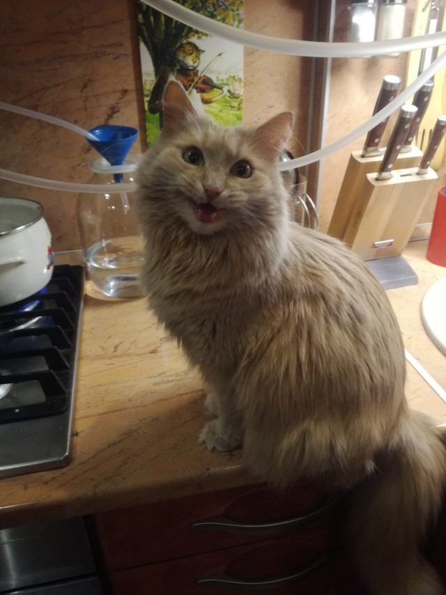 Акцизы на алкоголь вырастут с 1 января 2026 года