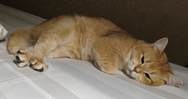 К котовторнику