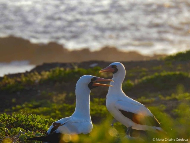 Амазонки из мира птиц