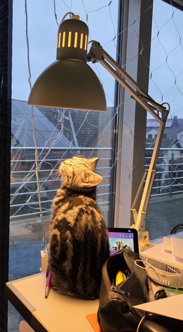 Котовторник же!